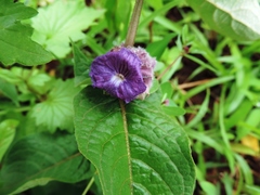 Neuracanthus sphaerostachyus