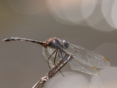 Trithemis aconita