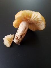 Russula earlei
