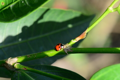 Coelophora biplagiata