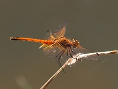 Trithemis pluvialis