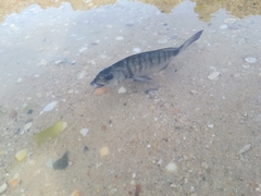 Diplodus