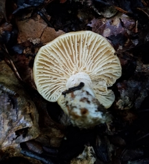 Russula earlei
