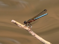 Platycypha caligata
