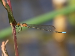 Pseudagrion sudanicum