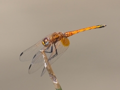 Trithemis pluvialis