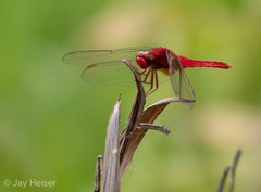 Crocothemis servilia mariannae