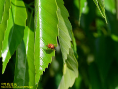 Agomadaranus pardaloides