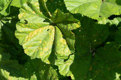 Puccinia malvacearum