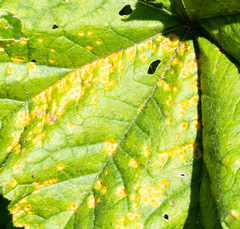 Puccinia malvacearum