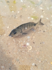 Diplodus
