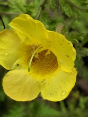 Aureolaria pedicularia