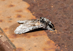 Furcula