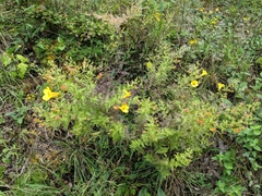 Aureolaria pedicularia