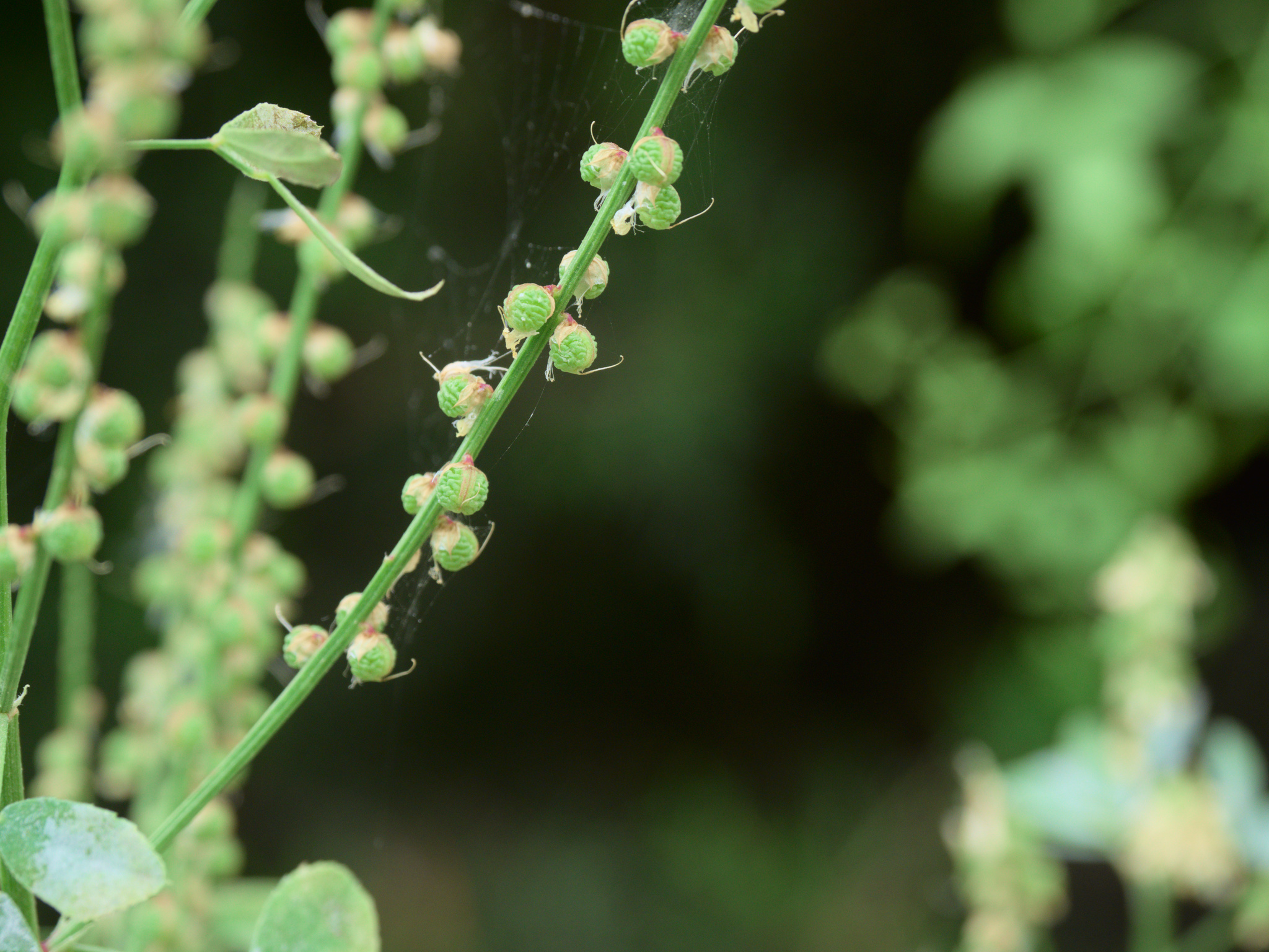 Italian Melilot (Melilotus italicus)