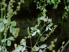 Melilotus italicus, photograph (c) Daniel Cahen, some rights reserved (CC BY)