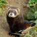 Western Polecat - Photo (c) Peter Trimming, some rights reserved (CC BY)