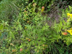 Aureolaria pedicularia