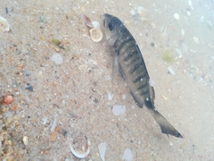 Diplodus