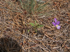 Viola tricolor curtisii