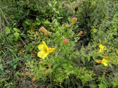 Aureolaria pedicularia