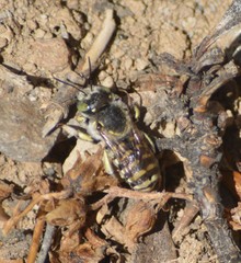 Anthidium