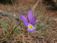 Viola tricolor curtisii