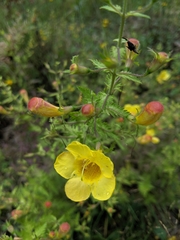 Aureolaria pedicularia