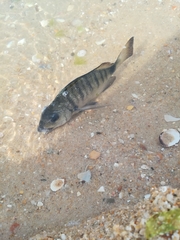 Diplodus