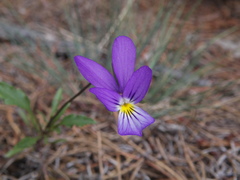 Viola tricolor curtisii