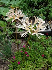 Lycoris