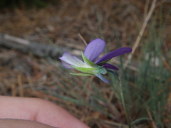 Viola tricolor curtisii