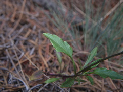 Viola tricolor curtisii