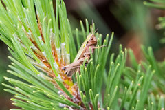 Omocestus haemorrhoidalis