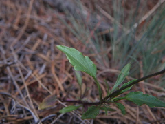Viola tricolor curtisii