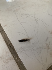 Euborellia annulipes