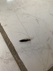 Euborellia annulipes