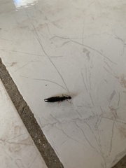 Euborellia annulipes