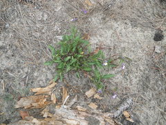 Viola tricolor curtisii