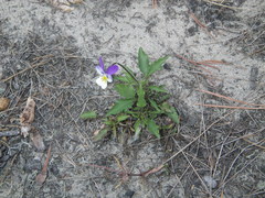 Viola tricolor curtisii