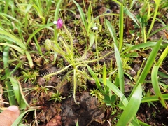 Drosera indica