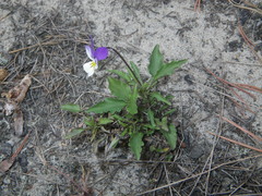 Viola tricolor curtisii