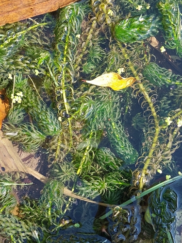 Image of Elodea densa by no rights reserved