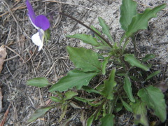 Viola tricolor curtisii