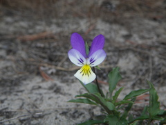 Viola tricolor curtisii