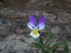 Viola tricolor curtisii