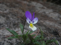 Viola tricolor curtisii