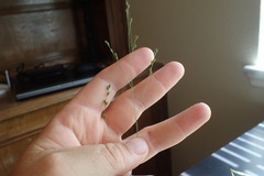 Kellochloa brachyantha