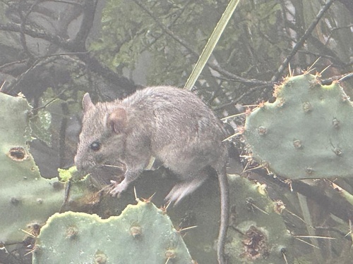 rata magueyera