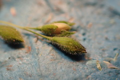 Kellochloa brachyantha